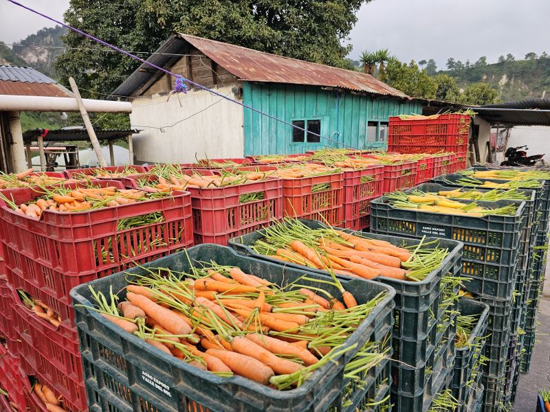Productor cargando sacos de zanahorias para su distribución.